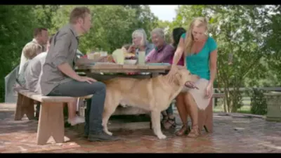 4health With Wholesome Grains Adult 7+ Lamb Formula Dry Dog Food, 35 Lb. Bag - Image 2