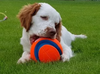 Chuckit! Large Kick Fetch Dog Toy - Image 3