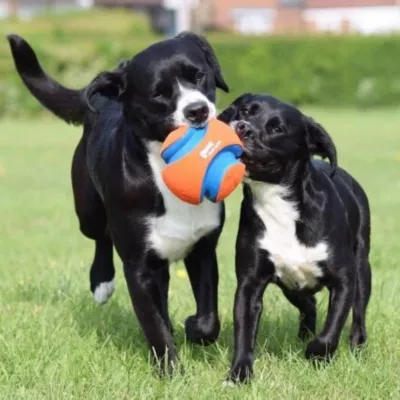Chuckit! Large Kick Fetch Dog Toy - Image 6