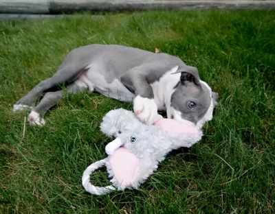 Jolly Pets Tug-A-Mals Dog Toy Assortment, Large - Image 4