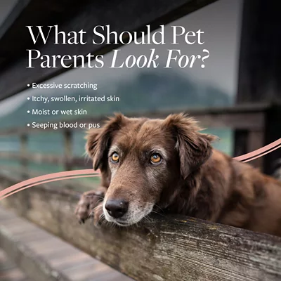 Veterinary Formula Clinical Care Hot Spot And Itch Relief Shampoo For Dogs, 16 Oz. - Image 4