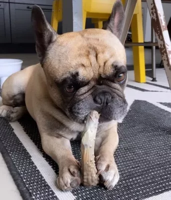 Nylabone Power Chew Antler Venison Dog Chew, Medium - Image 3