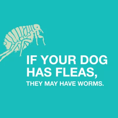 Elanco Quad Dewormer (praziquantel/pyrantel Pamoate/febantel) Chewable Tablets For Medium Dogs, 68 Mg - Image 5