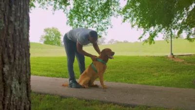 PetSafe 3 In 1 Dog Harness And Car Restraint - Image 9