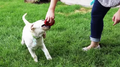 KONG Dotz Circle Dog Toy, Large - Image 5