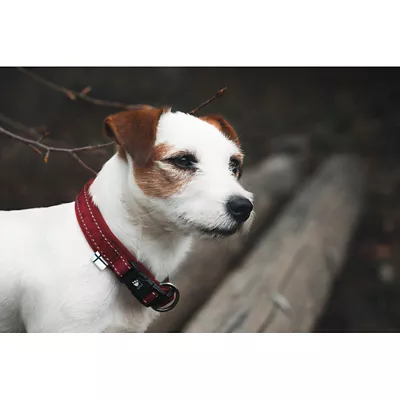 Hurtta Casual Dog Collar - Image 2