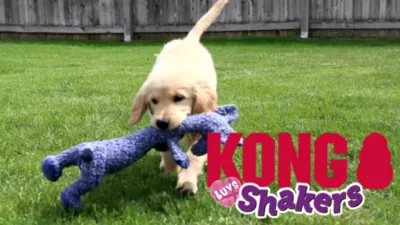 KONG Shakers Luvs Elephant Dog Toy, Large - Image 4