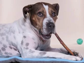 Downtown Pet Supply 12 In. Bully Stick Dog Chew Treats, 48 Ct. - Image 3