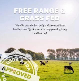 Downtown Pet Supply 12 In. Bully Stick Dog Chew Treats, 48 Ct. - Image 13