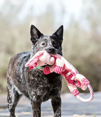 Charming Pet Ropes-A-Go-Go Dog Toy, Gator - Image 6