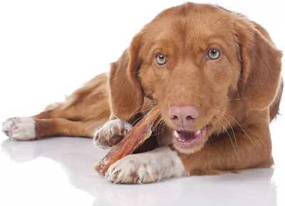 Hotspot Pets 6 In. All Natural Thick Jumbo Premium Bully Stick Dog Chew Treats, 5 Ct. - Image 8