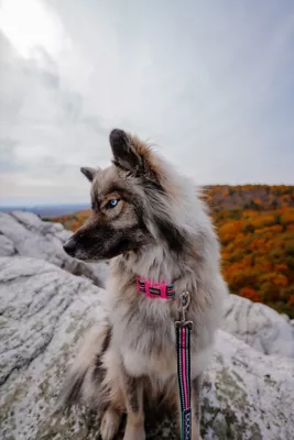 DOOG Rin Tin Tin Reflective Neoprene Dog Lead, Green With Pink Neon Trim Leash - Image 3