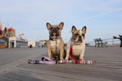 DOOG Scooby Neoprene 'Clip-It' Hands-Free Dog Lead - Image 2