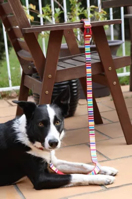 DOOG Scooby Neoprene 'Clip-It' Hands-Free Dog Lead - Image 4