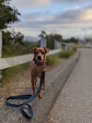 DOOG Toto Neoprene Dog Lead, Pink With Black Stars Leash - Image 4