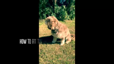 DOOG Lassie Black Neoflex Neoprene Dog Harness With Reflective Stripe - Image 8