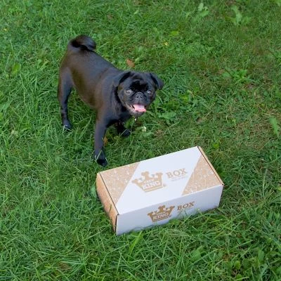 Chew King Dog Toy Box, Medium Size - Image 8