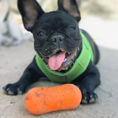 Ruff Dawg Weenut Crunch Rubber Indestructible Retrieving Dog Toy - Image 4