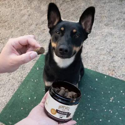 Hemp Well Thrive Soft Chew Skin And Coat Supplement For Dogs, 0.706 Lb., 60 Ct. - Image 5