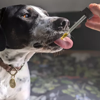 Hemp Well Hemp Relief Plus Oil Hip And Joint Supplement For Dogs, 2 Oz. - Image 3