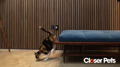 Cat Mate Replacement Collar Magnets, 2 Pk. - Image 7