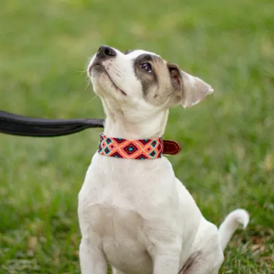 Moots Root Hand-Knitted Leather Pet Collar, Small - Image 3