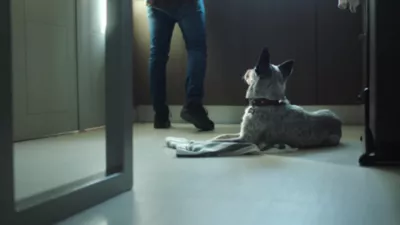 Moots Root Hand-Knitted Leather Pet Collar, Small - Image 8