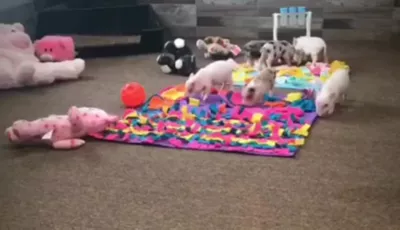 Piggy Poo And Crew Rooting Snuffle Mat Combo Pk., 2 Count - Image 8