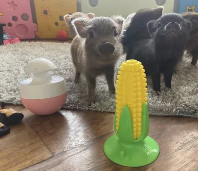 Piggy Poo And Crew Treat Toy Kit - Image 6