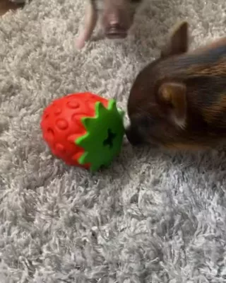 Piggy Poo And Crew Treat Toy Kit - Image 7